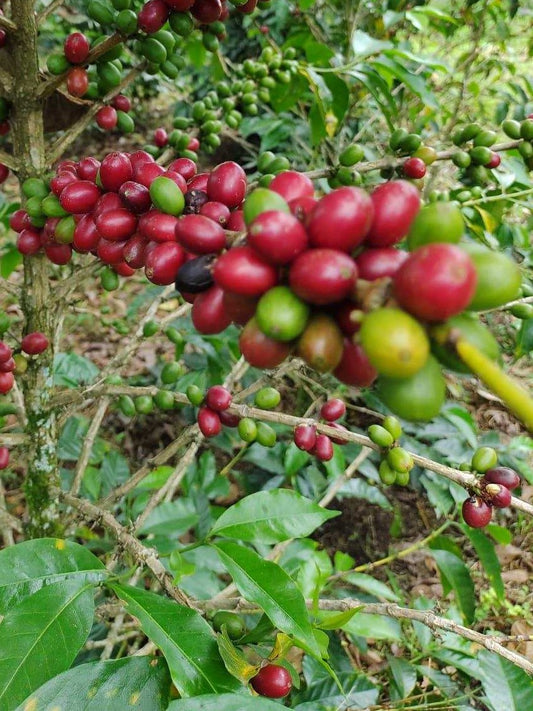 Step into the World of Farm Direct Coffee: Fair Trade Revolutionized